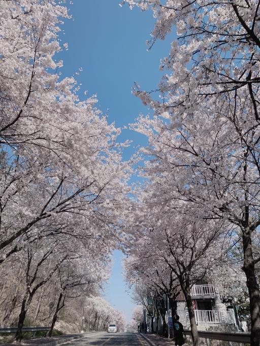 1308. 은혜로벚꽃길