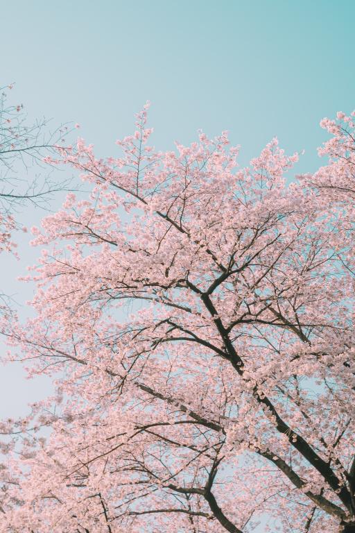 32. 금곡사벚꽃길