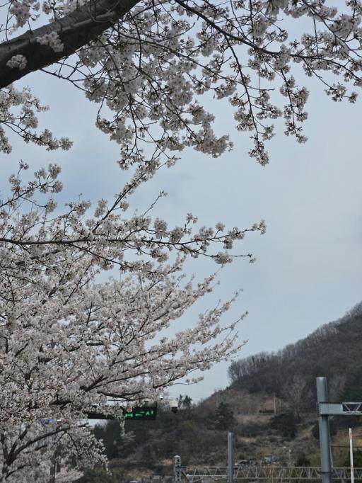 262. 황산공원전망대