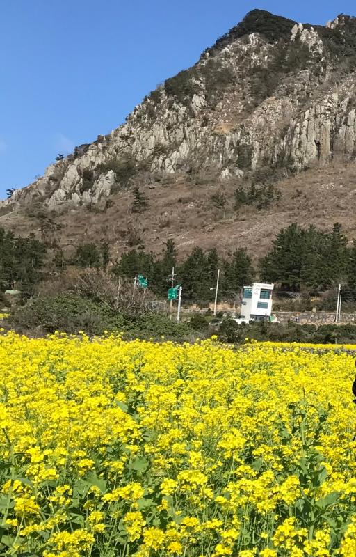 산방산유채포토존