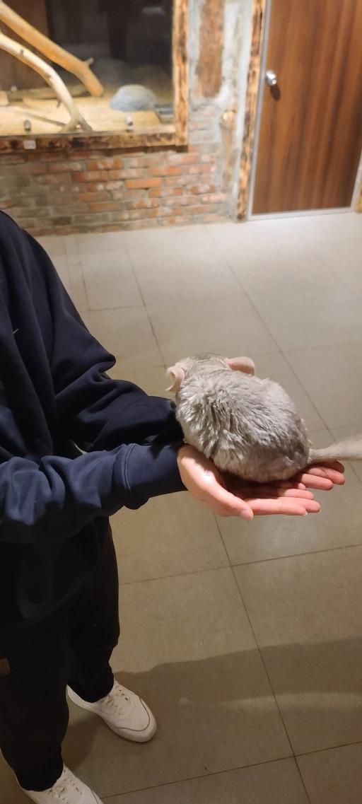 65. 타이니쥬