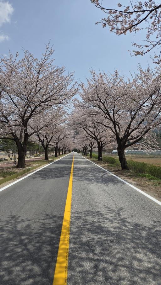 1398. 남평강변로벚꽃길