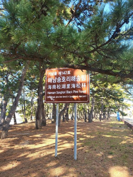 544. 해남송호리해송림