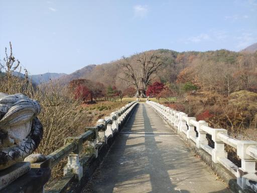 363. 안동용계리은행나무