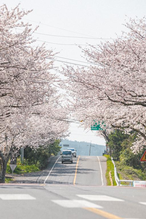 171. 전농로왕벚꽃거리