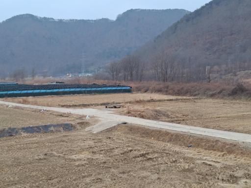 923. 원정리느티나무
