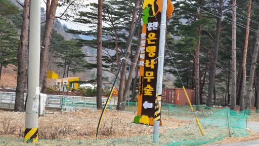 538. 홍천은행나무숲