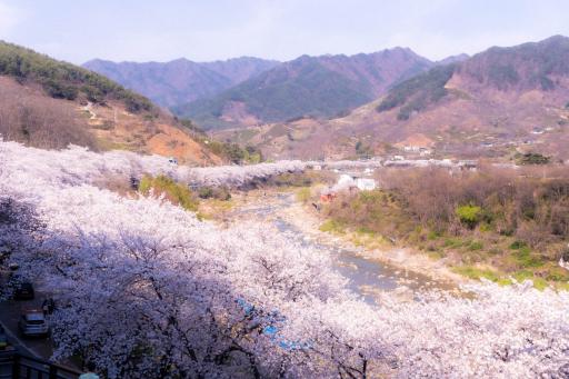 14. 하동십리벚꽃길