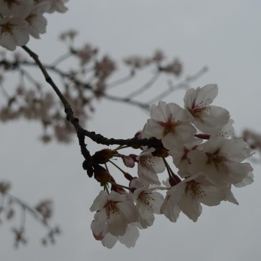 131. 도림사