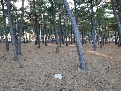 순포해변