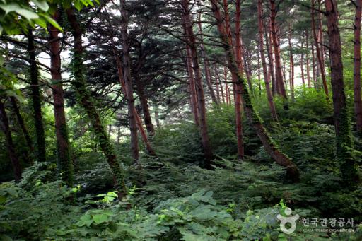 81. 칠보산자연휴양림