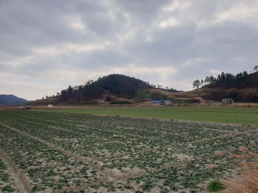 비금도
