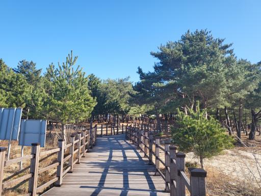 51. 송지호