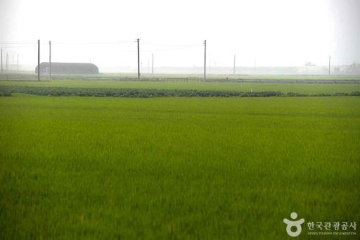 1106. 김제평야