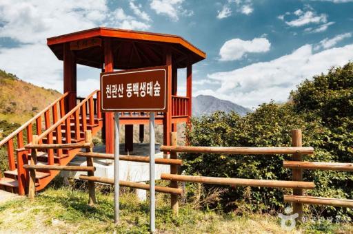 1406. 천관산동백생태숲