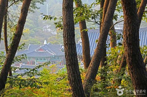 240. 마곡사천연송림욕