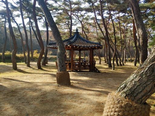 238. 목계솔밭