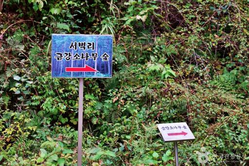 249. 금강소나무숲