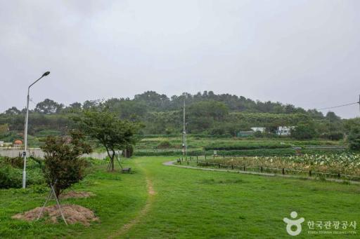 54. 남미질부성