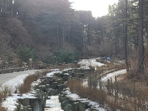189. 가평축령산잣나무숲