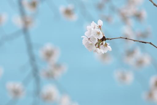 531. 울주작천정벚꽃길