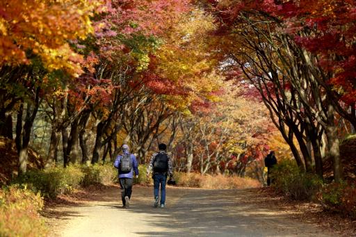 단풍나무숲길 독립기념관