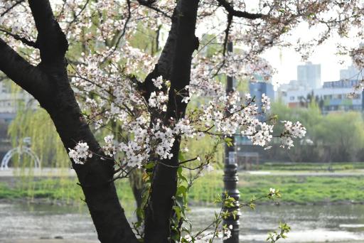 꽃보라동산