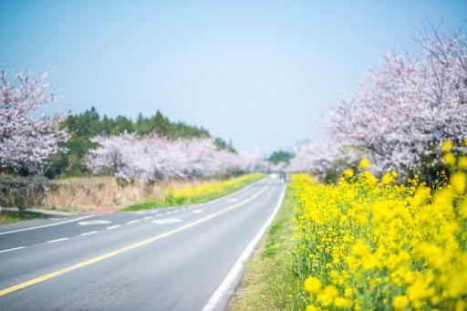 20. 녹산로유채꽃도로