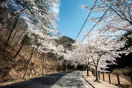 1155. 대원사벚꽃길