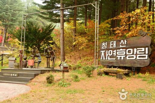22. 국립청태산자연휴양림