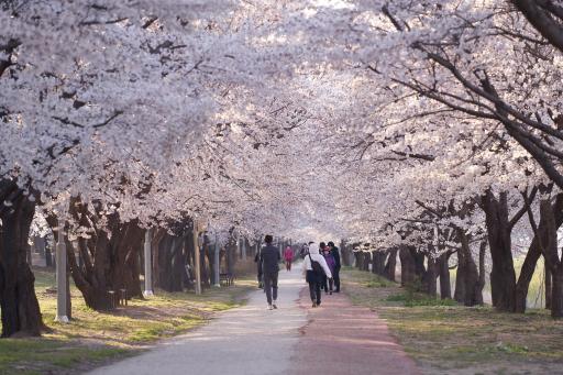 황구지천벚꽃길