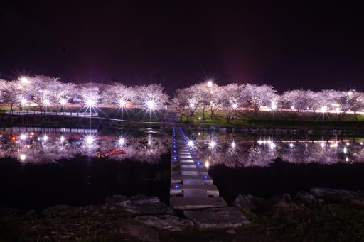 1130. 서산해미천벚꽃길