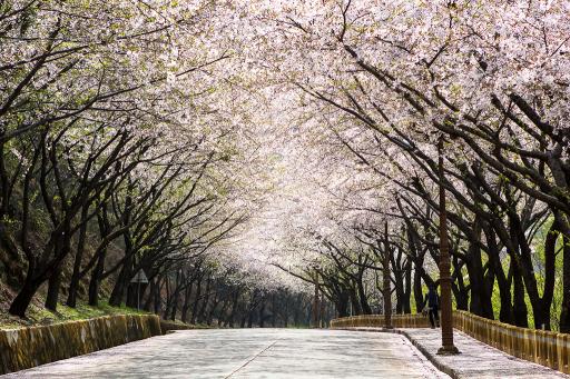 1173. 황령산벚꽃길