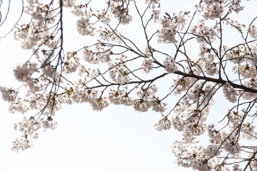 19. 남한산성벚꽃길