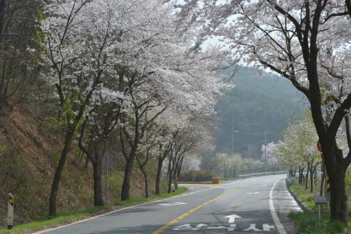 31. 장곡사벚꽃길