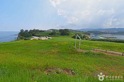 415. 수성당유채꽃