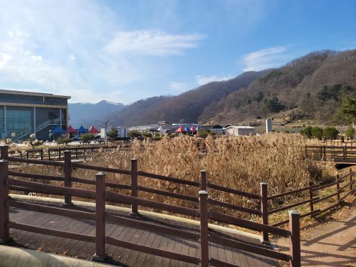 은행나무길