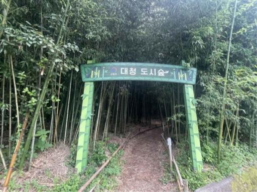 792. 대청계곡대나무숲