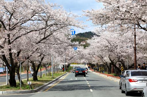 1070. 흥무로벚꽃길