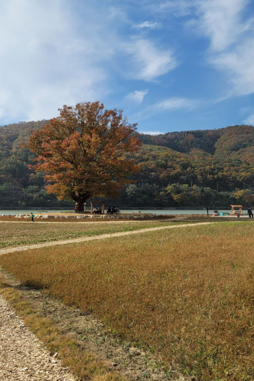화천사랑나무
