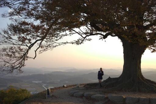 7. 사랑나무